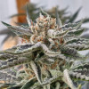 cannabiscultivation@slrpnk.net icon